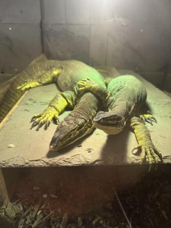 Image 4 of Adult breeding pair of Argus monitors for sale