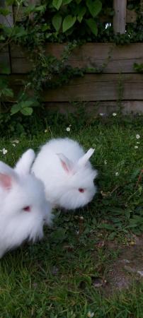 Image 2 of REDUCED PRICE!  2 full faced English Angora bucks for sale