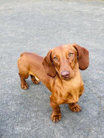 Image 2 of Miniature Smooth Haired Dachshund FOR STUD