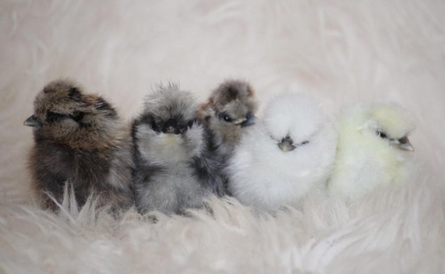 Image 2 of Silkie hatching eggs mixed colours