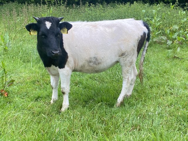 Preview of the first image of Elizabeth Beautiful Registered Minature Shetland Heifer.
