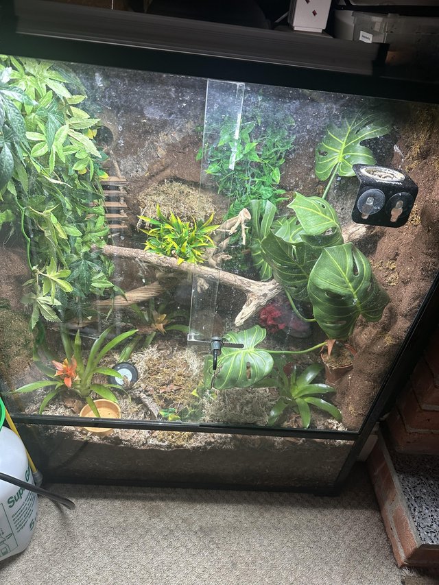 Preview of the first image of Golden Mantella dart frogs and mourning geckos +full setup.