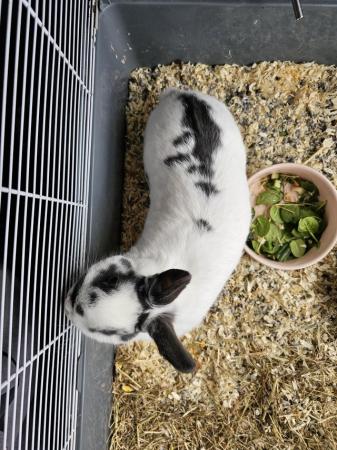 Image 4 of 1yr old female grey and white rabbit