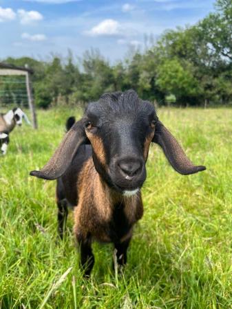 Image 5 of SOLD. More in 2025 Mini Nubians! Great smallholder goat