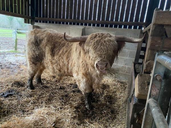 Image 2 of Highland bull proven 3 yr old