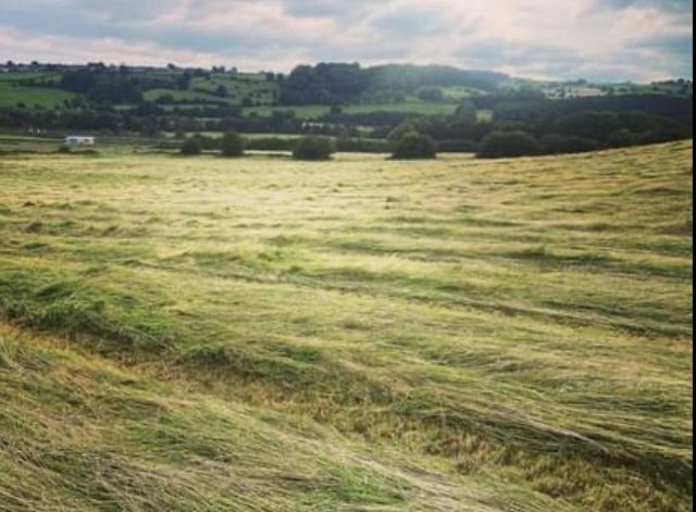 Preview of the first image of Good Quality Meadow Hay for sale.