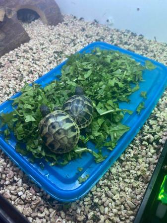 Image 3 of Hatchling Hermann baby tortoises