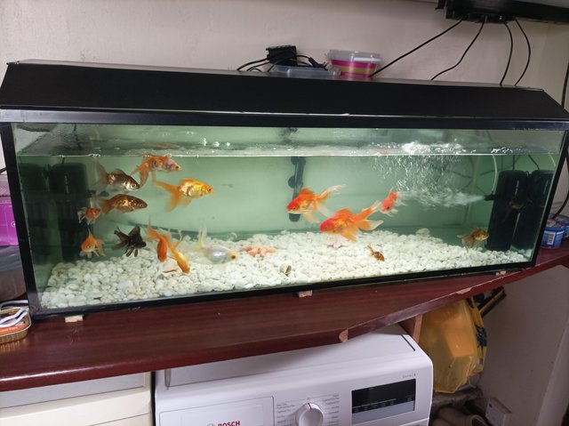 Fish clearance tank seller