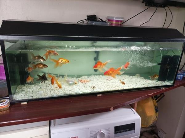 Image 1 of Selling all the fishes with tank fish, decorations, pumps, f