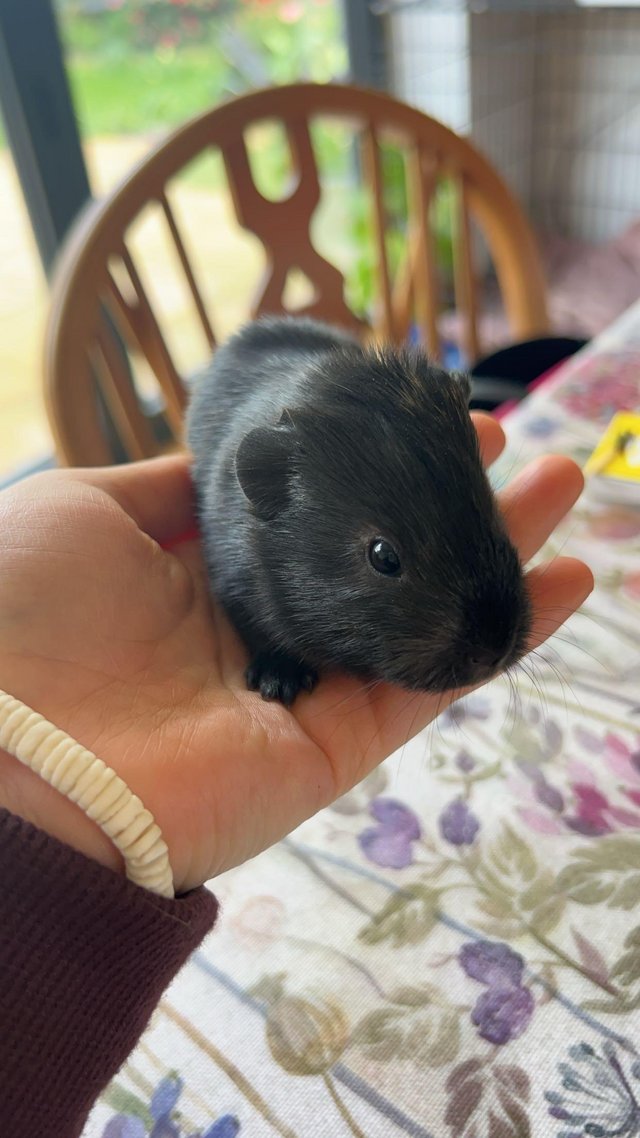 Preview of the first image of 6 week old female Guinea pig.