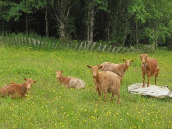 Image 2 of Registered Golden Guernsey Goat Mini Herd.