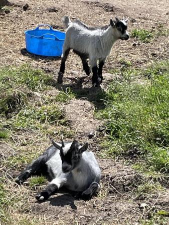 Image 2 of Pedigree 12 week old male Pygmy goats