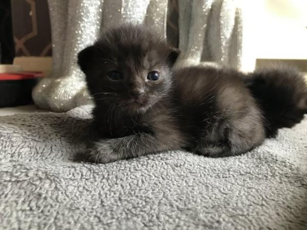 Image 3 of Last one 7week week old 5 beautiful kittens!!!!!!!