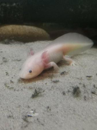 Image 2 of Young Leucistic/Golden/Wild Axolotls