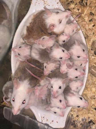 Image 5 of Multimammate mice (ASF) African Soft Fur Rats
