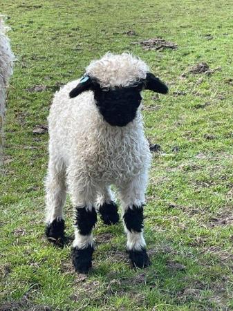 Image 2 of Valais Blacknose Ram Lambs available