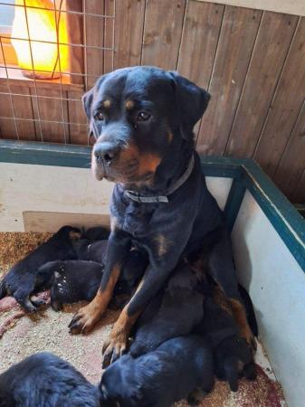 Image 3 of Rottweilerpuppies for sale mixed litter.