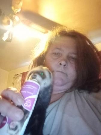 Image 3 of 2 male ferrets for sale come with cage