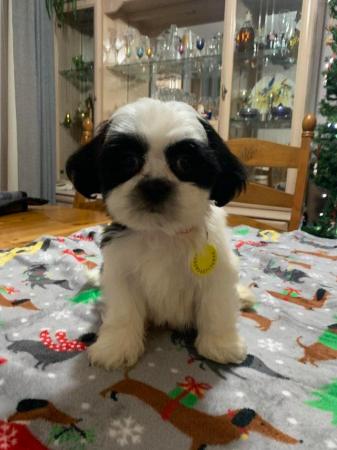 Image 4 of Lhasa Apso puppies For Sale Looking For Loving Homes