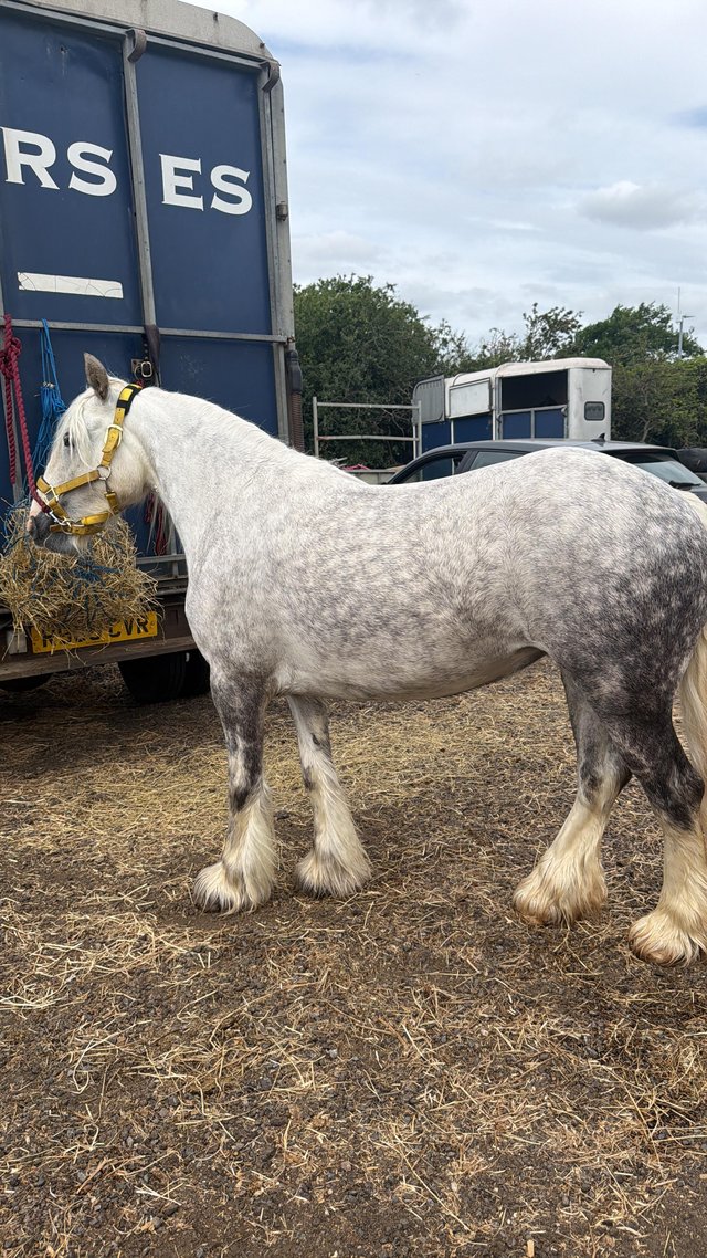 Gorgeous dapple grey 13.2h ride and drive cob mare — Pets & Animals in Basildon