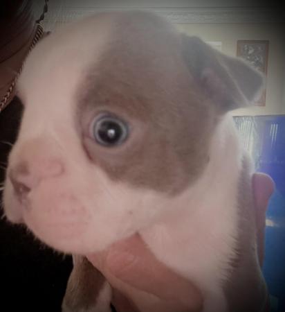 Image 22 of chunky rare colours full pedigree blue eyed Boston terriers