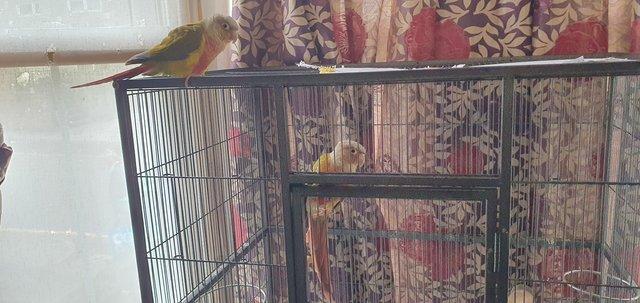 Image 2 of 2 Tame Pineapple conures for sale