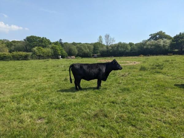 Image 2 of Three Pedigree Dexter cows for sale