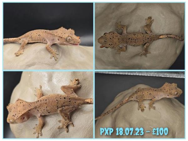 Image 2 of Crested geckos with various colours and patterns