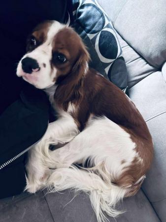 Image 1 of One year old male cavalier needing forever loving home