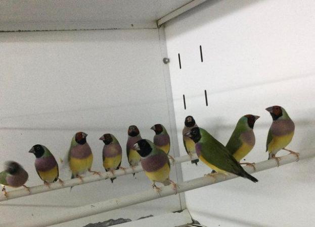 Image 2 of 2022 Gouldian Finches. £99pr!!!!