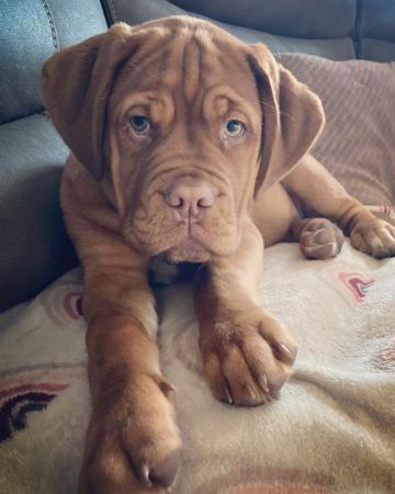 Image 5 of Ruby Dogue De Bordeaux 2 years old