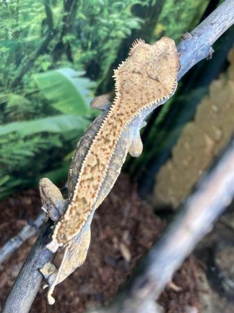Image 1 of Unsexed juvenile full pin harlequin crested gecko