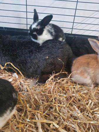 Image 2 of French Lops and Herlequin rabbits