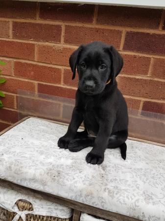 Image 14 of EXCELLENT KC Registered Labrador puppies