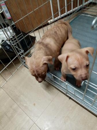 Image 3 of Puppies for sale waiting new homes