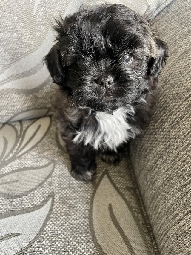 Preview of the first image of Shih Tzu cross Bichon puppies for sale.