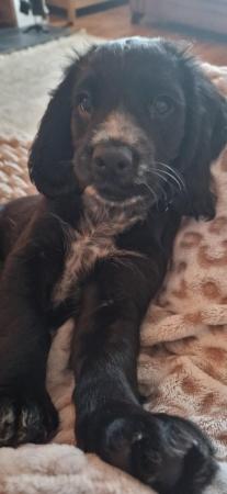 Image 9 of Registered cocker spaniel puppies. Ready from 24/4/2