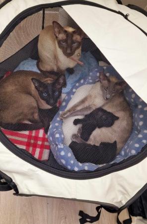 Image 4 of 2 BLUE POINT CROSS SIAMESE KITTENS (COCA-COLA BLACK)