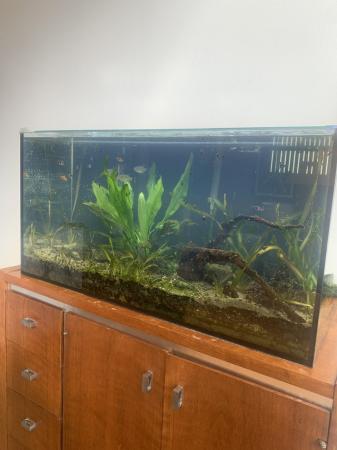 Image 2 of Fully cycled aquarium with fish, shrimps and snails