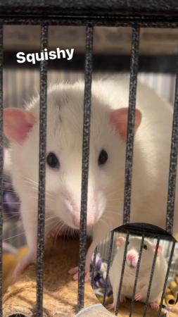 Image 2 of 4 dumbo rats for adoption