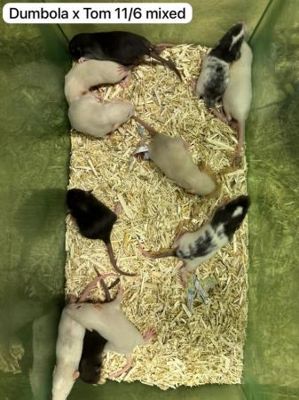 Image 4 of Baby rats ready soon. Males, females, dumbo, top eared