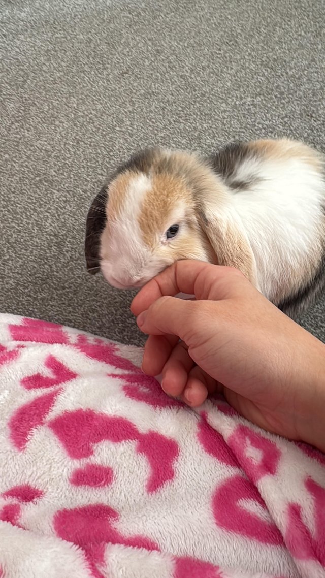 Pure bred male baby harlequin mini lop