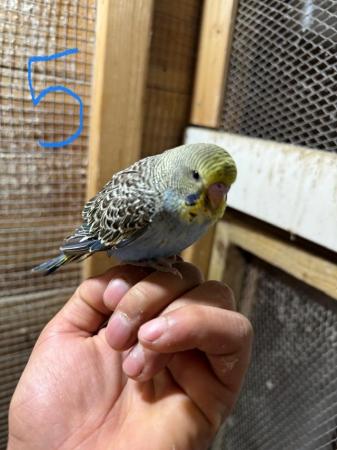 Image 3 of Baby budgies for sale £35 each collection mk404nn