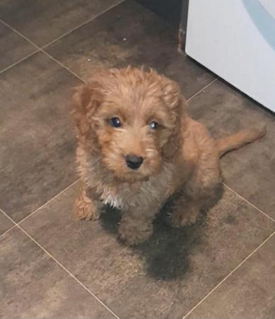 Image 1 of Red female cockerpoo puppy