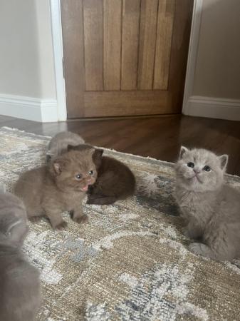 Image 4 of Exceptional litter of British Shorthair Kittens