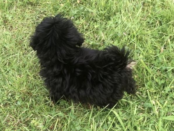 Image 19 of Toy poodle x papillon super tiny fully vaccinated