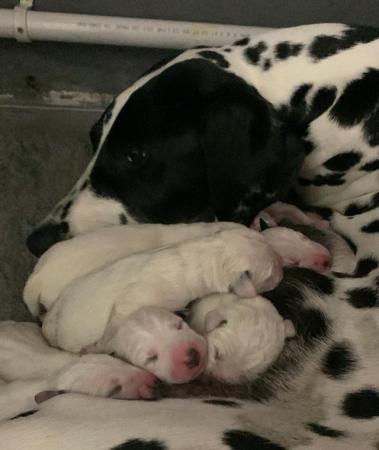 Image 3 of Kc registered dalmatian puppies