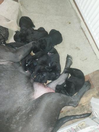 Image 14 of 7 week old Cane corso puppies