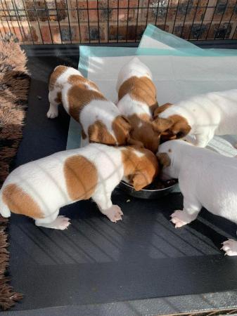 Image 2 of Traditional jack Russel terrier puppies