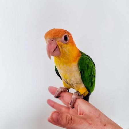 Image 6 of Handreared Yellow Thighed Caiques - Last one left
